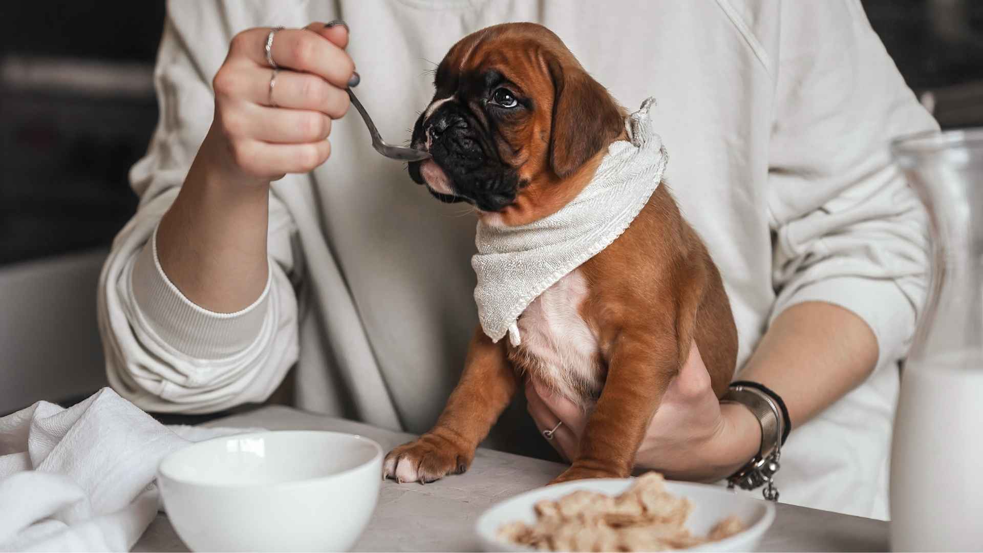 tutor alimentando a su cachorro con anemia